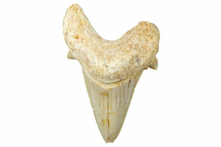 Fossil Shark Tooth (Otodus) - Morocco #353468